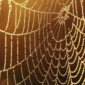 Обучение "ЗОЛОТАЯ ПАУТИНА"